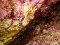Limace Tritonia striée